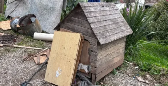Mulher é presa por maus-tratos a cachorro em Botuverá