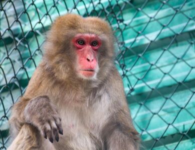 Zoobotânico de Brusque recebe fêmea de macaco-japonês e abre votação para escolha do nome