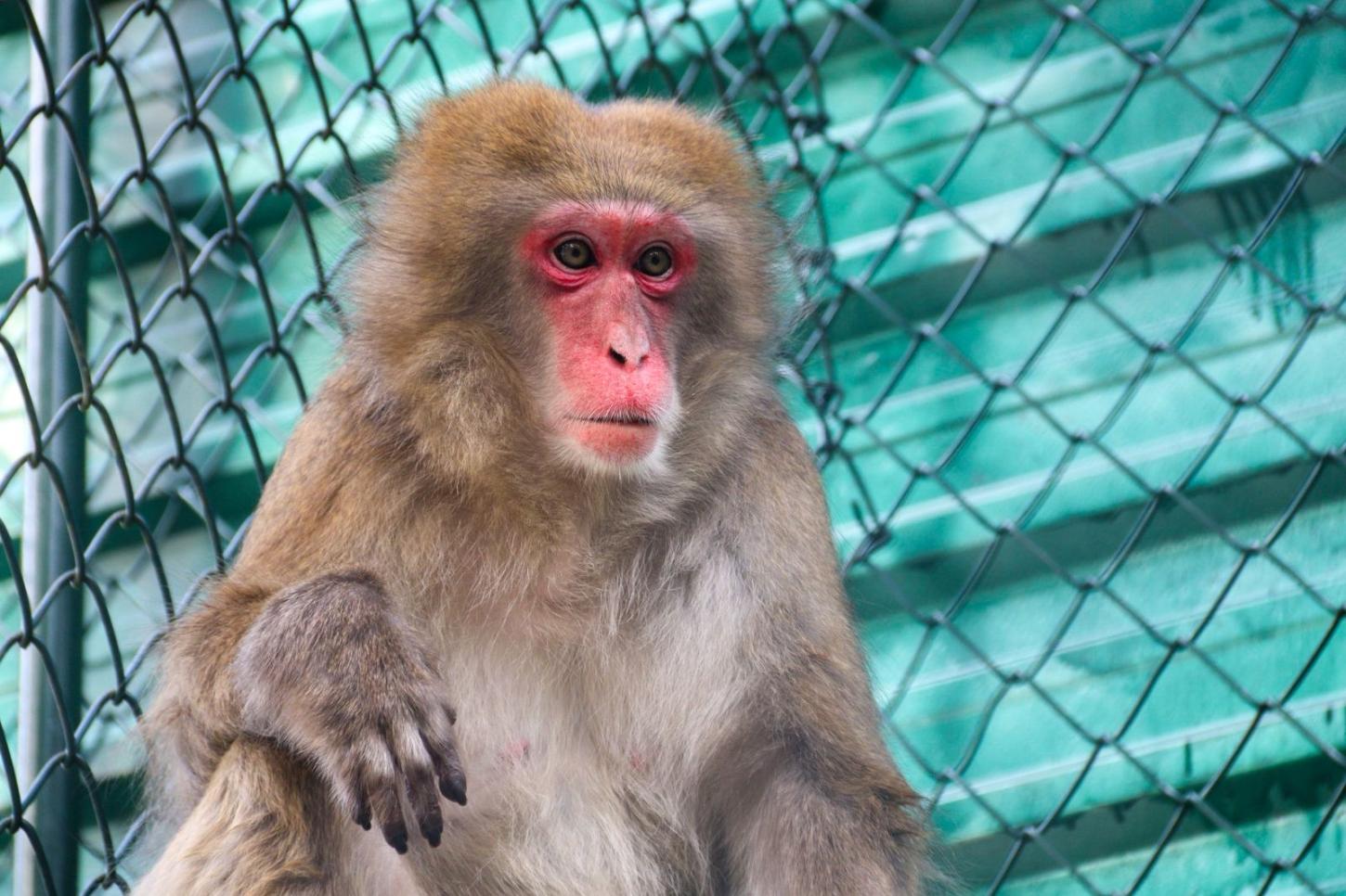 Zoobotânico de Brusque recebe fêmea de macaco-japonês e abre votação para escolha do nome